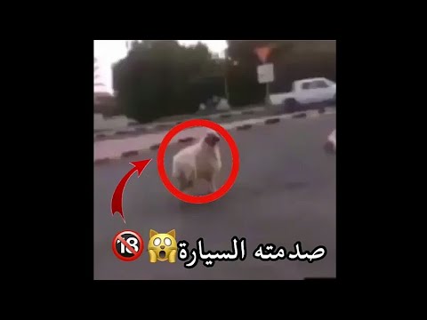خروف حاول الهرب من الذبح في العيد فتعرض لحادث مروع