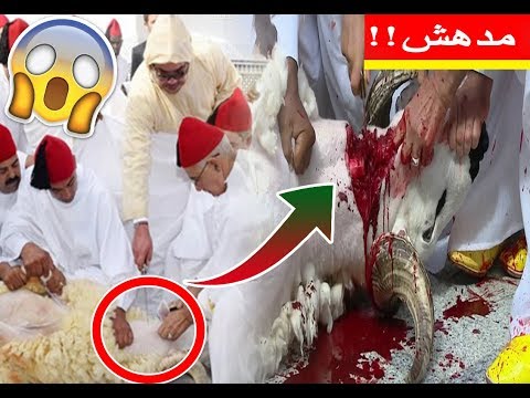 شاهد هكذا قام الملك محمد السادس بنحر أضحية العيد