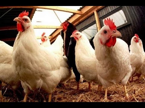 بالفيديو  أعلاف مسرطنة في مزارع الدواجن المغربية