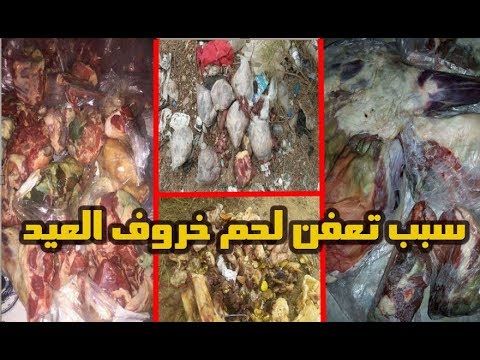 شاهد أسباب تعفن لحم الأضحية سريعًا في المغرب