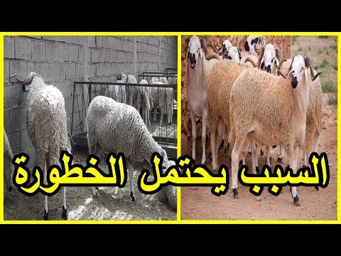 شاهد استدعاء أمني لصاحب خروف عيد متعفن