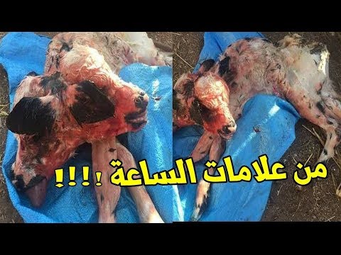 بالفيديو  تداول صور لعِجل برأسين ولد في المغرب