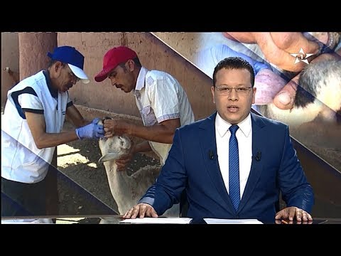 شاهد نفوق 65 رأس من الغنم في مدينة مراكش