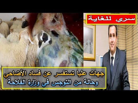 شاهد جهات عليا في المغرب تطلب التحقيق في فساد الأضاحي