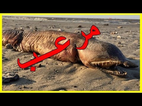شاهد حيوان ضخم وغريب حيّر العلماء وأثار الجدل