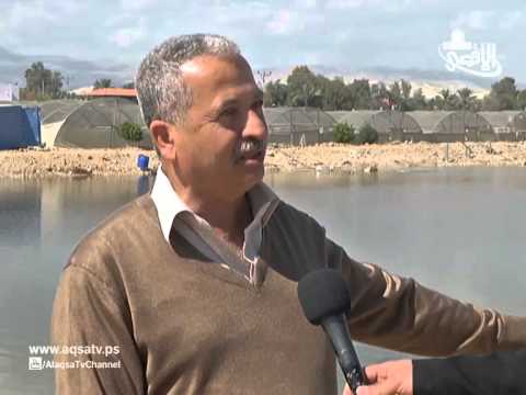 فلسطيني يحول خندقا للدبابات الصهيونية لمزرعة أسماك