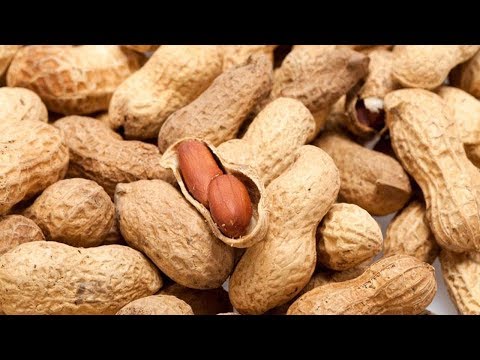 بالفيديو  فوائد كبيرة للجسم من تناول الفول السوداني