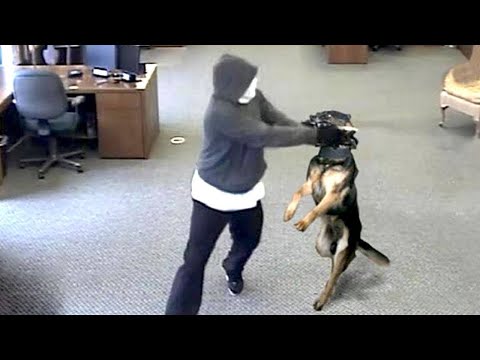 10كلاب بوليسية هي الاقوة في العالم 