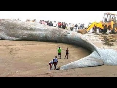 أكبر حيوان مرعب في العالم