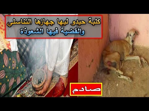شاهد أشخاص يقومون بقطع رحم كلبة من أجل السحر والشعوذة