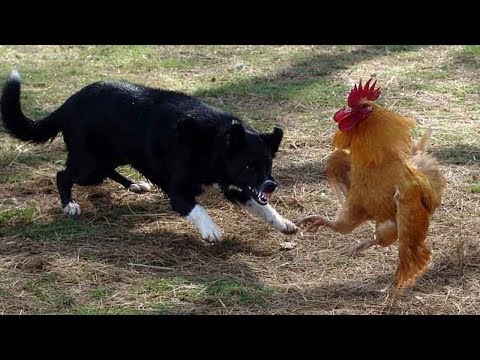 مواجهة طريفة  بين كلب وديك