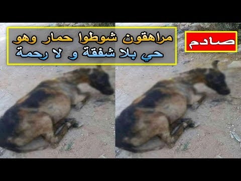 شاهد مراهقون يغرقون حمارًا بالمازوت لحرقه