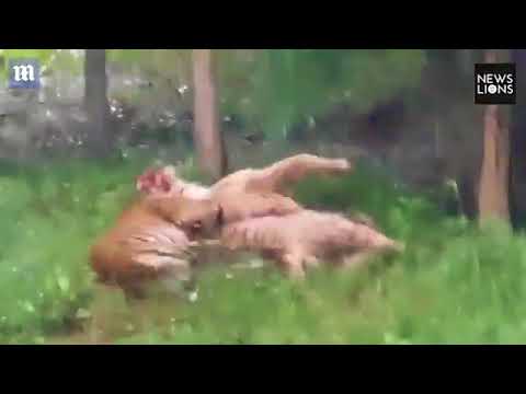 نمور بنغالية تقتل أخرى نادرة تسلّلت إلى قفصها