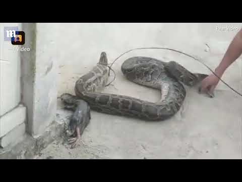 لحظة الإمساك بثعبان جشع يفرغ معدته من ضحيتين