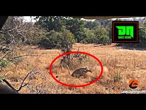 دهاء نمر في اصطياد غزالة يشعل مواقع التواصل الاجتماعي