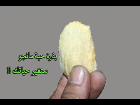 بالفيديو  استخدامات كثيرة غير معروفة لبذور المانجو