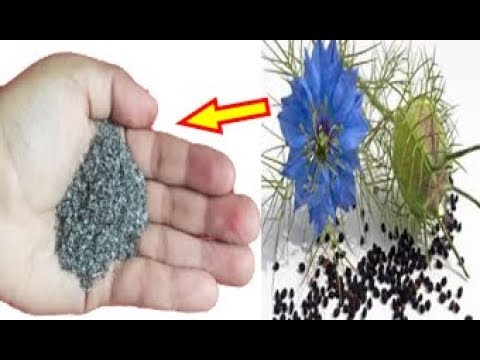 شاهد سر حيّر الأطباء في بذور هذا النبات لعلاج البواسير