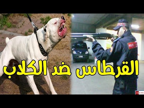 شاهد الشرطة تنقذ زوجين بثلاث رصاصات فقط