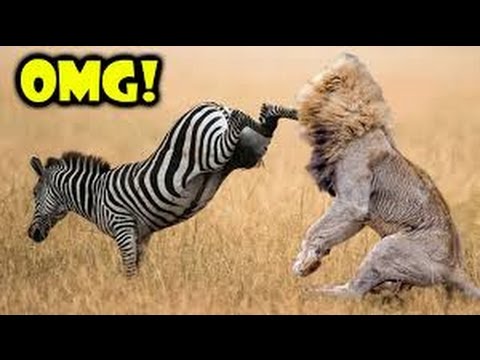 حيوانات ذكية استطاعت النجاة بأعجوبة