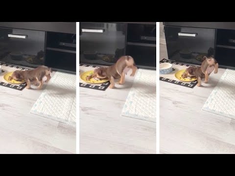 طريقة أكل جرو صغير تشعل الإنترنت