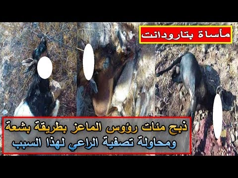 العثور على مئات رؤوس الماعز مذبوحة بطريقة بشعة