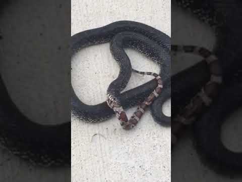 أفعى تأكل ثعبانا بوحشية