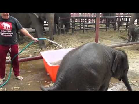 فيل صغير يفشل في الاستحمام شاهد