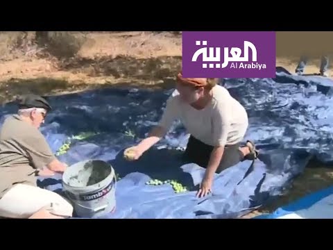 متضامنون أجانب يقطفون ثمار الزيتون في فلسطين