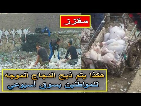 شاهد ماذا وجد المغاربة الدجاج في السوق الأسبوعي في فاس