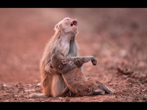 شاهد لحظات رائعة لحيوانات أنقذت حياة صغارها بشكل لايصدق