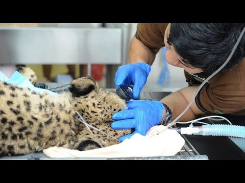 شاهد سنغافورة تهتم بحيواناتها المتقدمة في السن