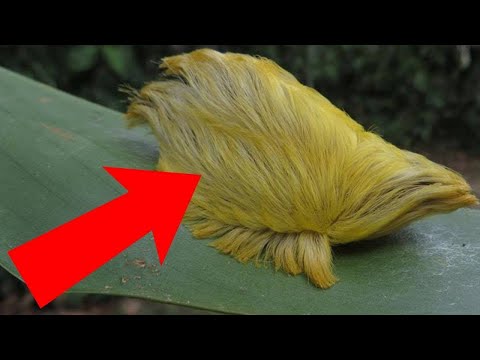 حيوانات خطيرة قد تتسبّب في قتل من أمامها