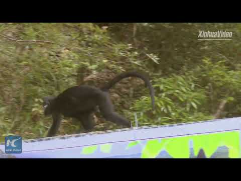 اطلاق سراح 5 قرود من الأنواع المهددة بالانقراض