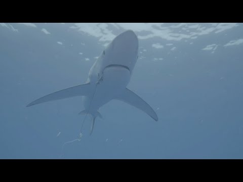 خطاف مجهول يسبب المتاعب لسمكة قرش كبيرة