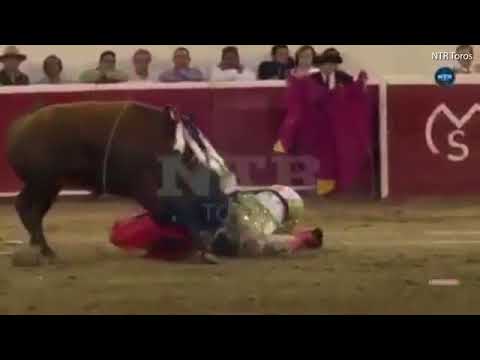 ثور يرفع مصارعه كالدمية ويصيبه بين ساقيه