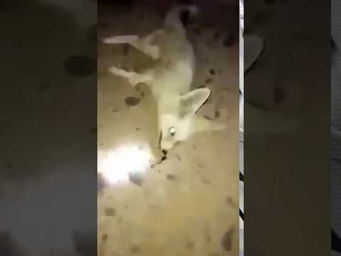 شباب يعذبون ثعلبا بطريقة وحشية تثير استياء السعوديين