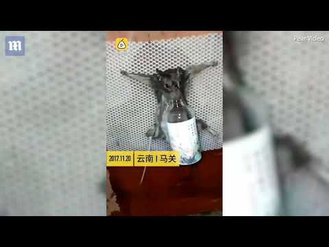 شاهد إجبار فأر على شرب الخمر قبل حرقه