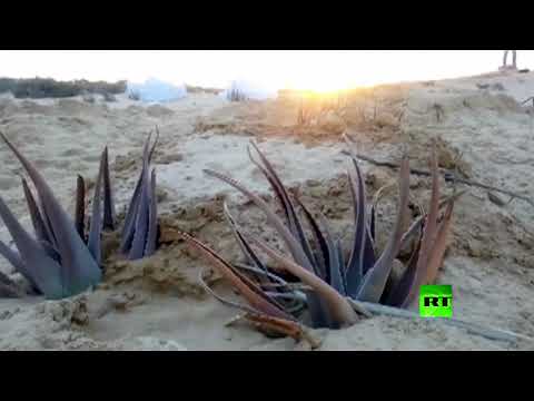 شاهد مقابر ضحايا مجزرة الروضة في العريش