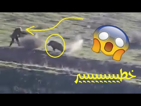 شاهد هجوم الخنزير البري على القناص