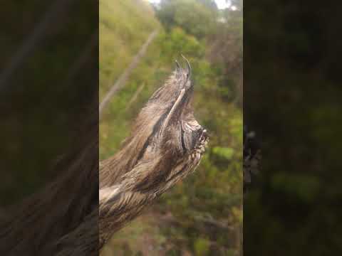 شاهد طائر برازيلي نادر يستخدم ريشه للتمويه