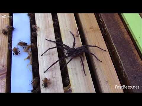 شاهد  سرب نحل يدافع عن خليته أمام عنكبوت ضخم