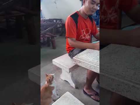 شاهد قطة تطلب الطعام بأدب تذيب قلوب الإنترنت