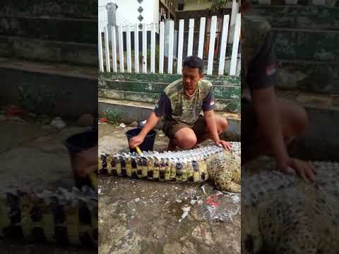 شاهد رجل شجاع يحمم تمساحًا بالماء والصابون