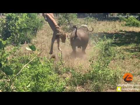 شاهد جاموس وحشي يهاجم أسدا بشراسة غير متوقعة