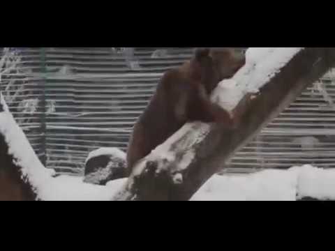 شاهد رد فعل دب يلهو بالجليد لأول مرة