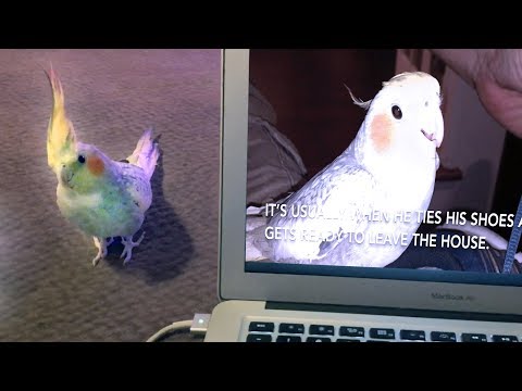 شاهد ماذا فعل ببغاء لا يرغب في سماع صوته