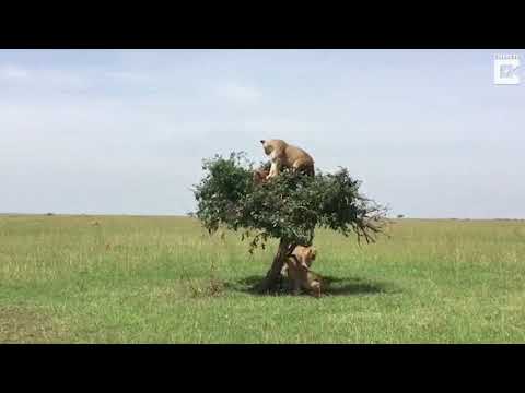 شاهد تسلق 6 أسود لشجرة يثير حيرة الكثيرين