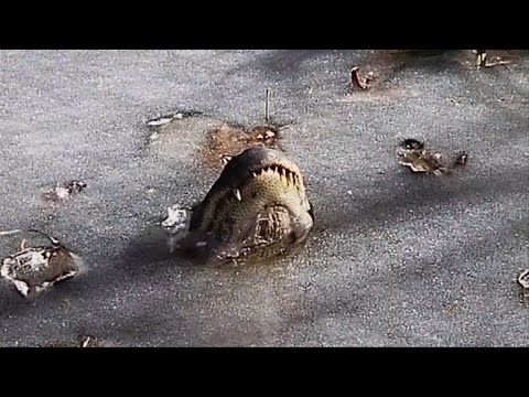 شاهد التماسيح في كاليفورنيا تتحدّى الصقيع في المستنقعات المتجمّدة