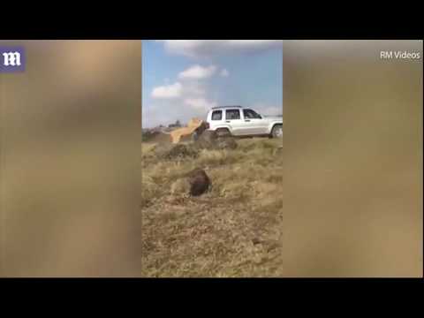 شاهد أغرب تصرف لأسد مع ركاب سيارة بحديقة برية