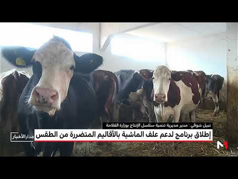شاهد توضيحات عن برنامج دعم علف الماشية في المغرب
